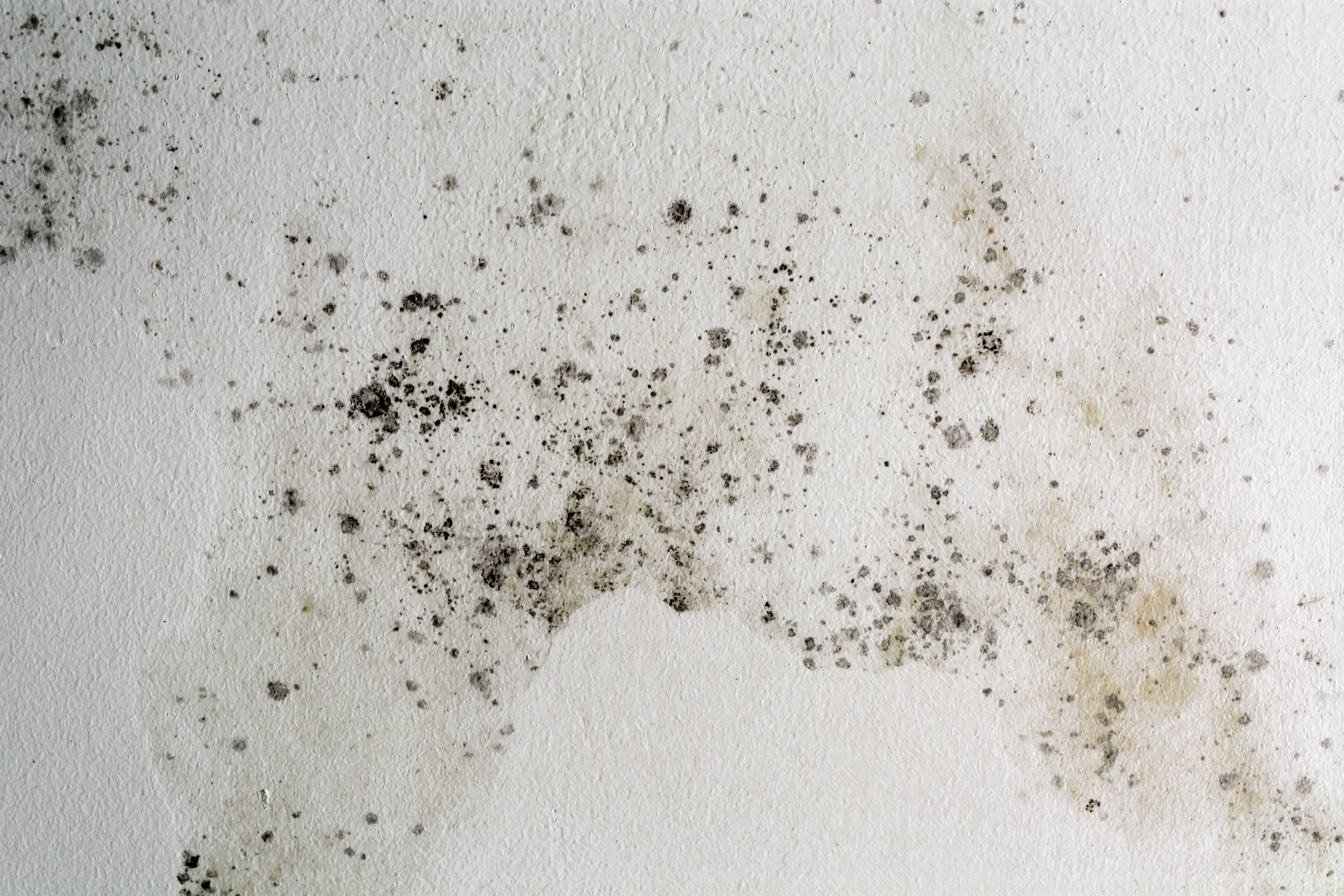 Schimmelpilz auf einer weißen Wand